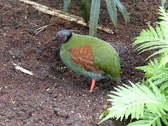 Crested Partridge