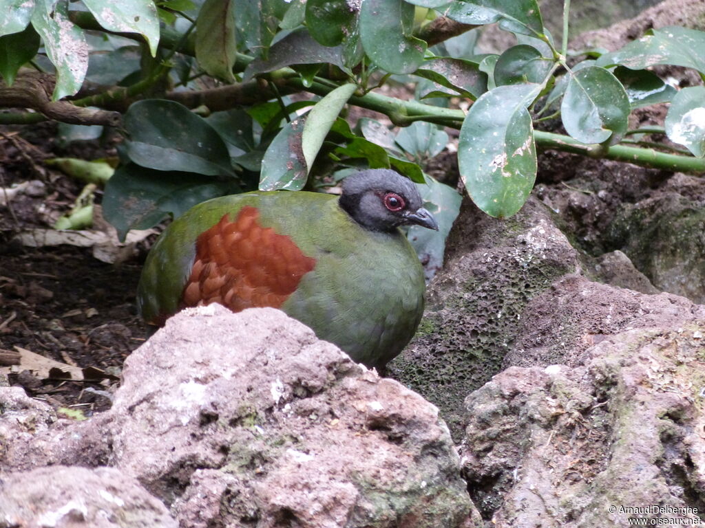 Crested Partridge