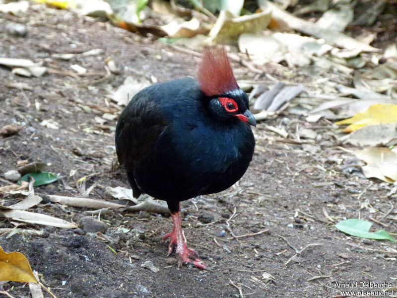 Crested Partridge male