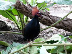 Crested Partridge