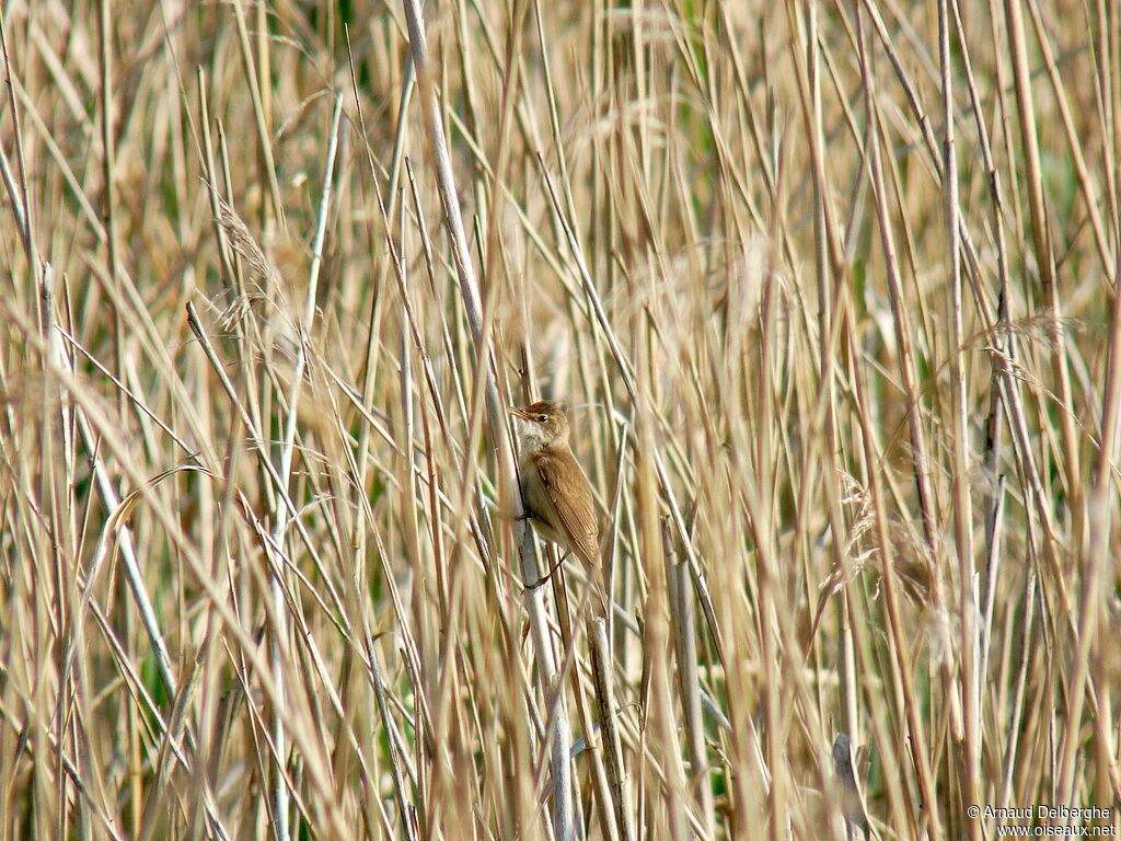 Common Reed Warbler