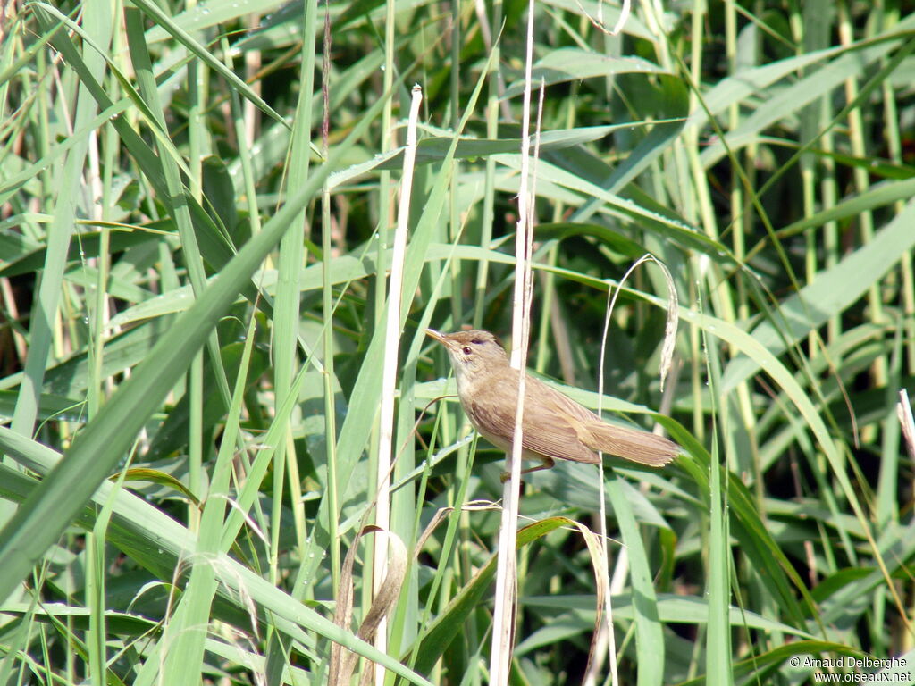 Eurasian Reed Warbler