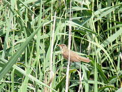 Common Reed Warbler