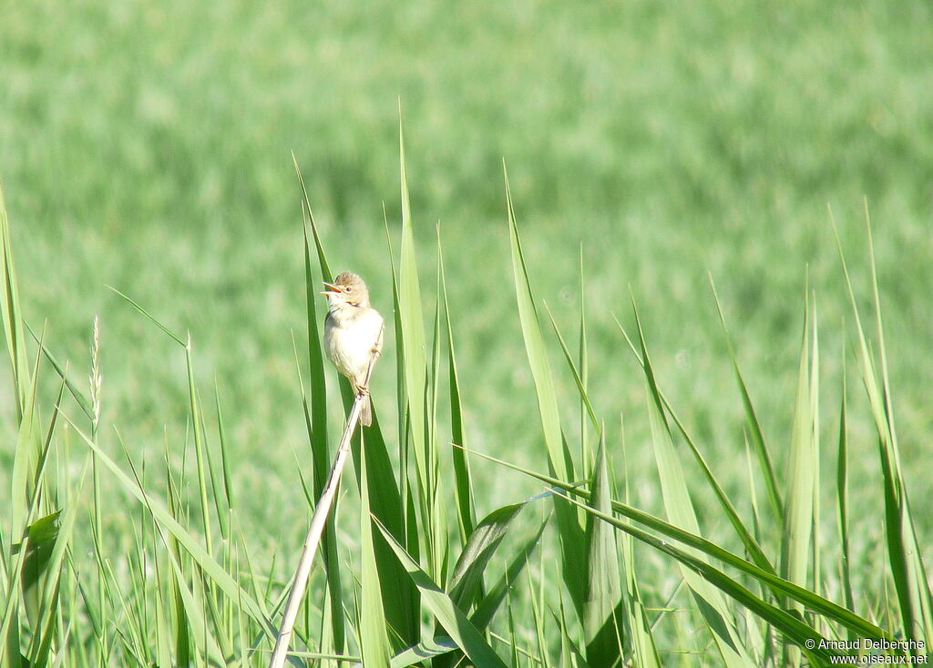 Marsh Warbler