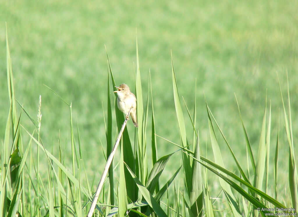 Marsh Warbler