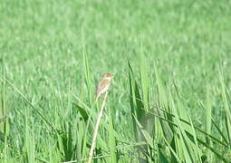 Marsh Warbler