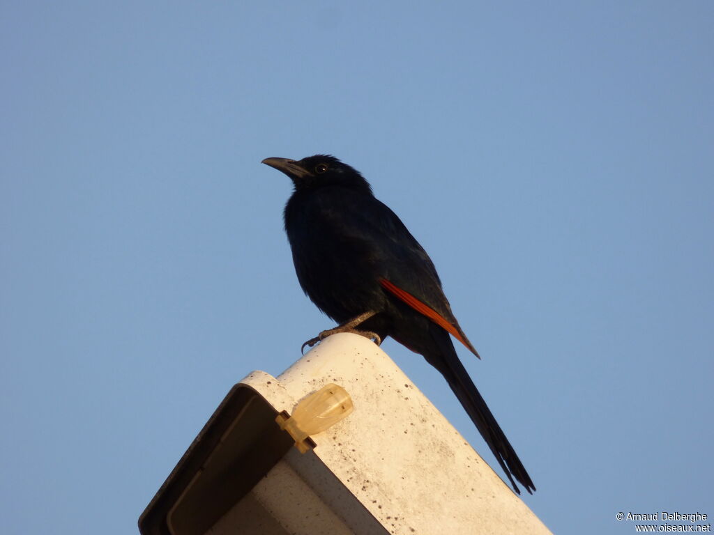 Somali Starling male