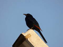 Somali Starling