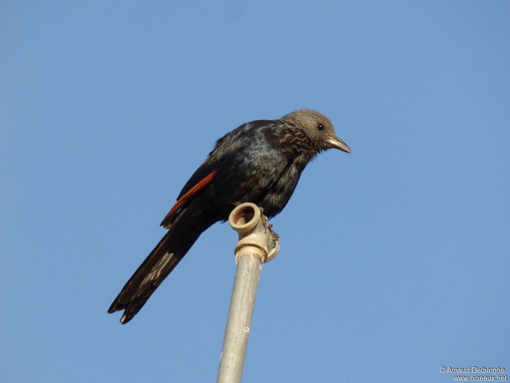 Somali Starling female