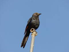 Somali Starling