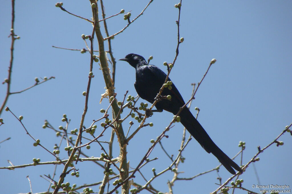 Bristle-crowned Starling