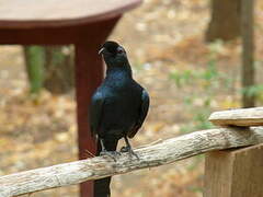 Bristle-crowned Starling