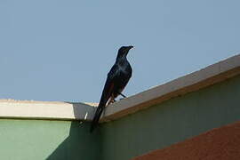 Red-winged Starling