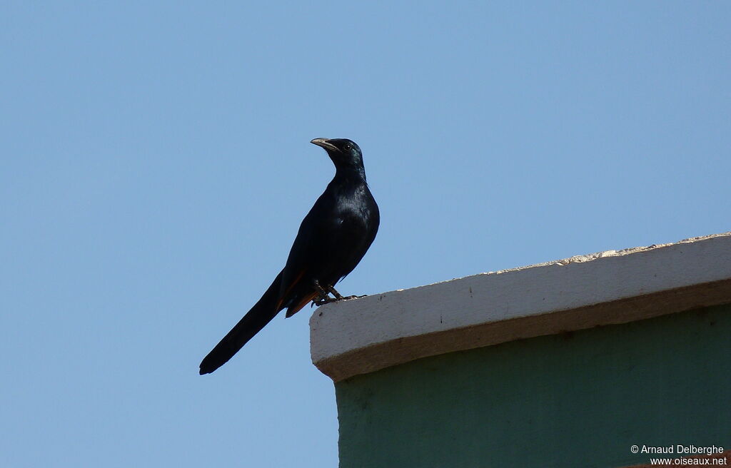 Red-winged Starling male