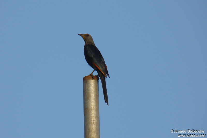 Red-winged Starling female