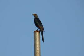 Red-winged Starling