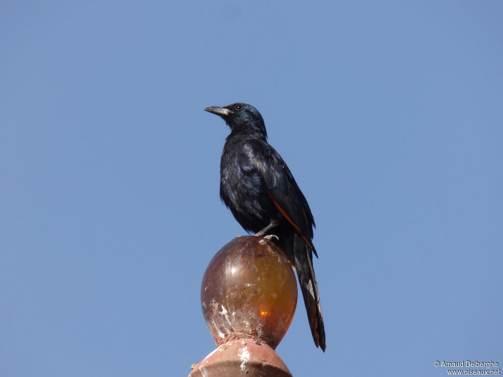 Red-winged Starling male