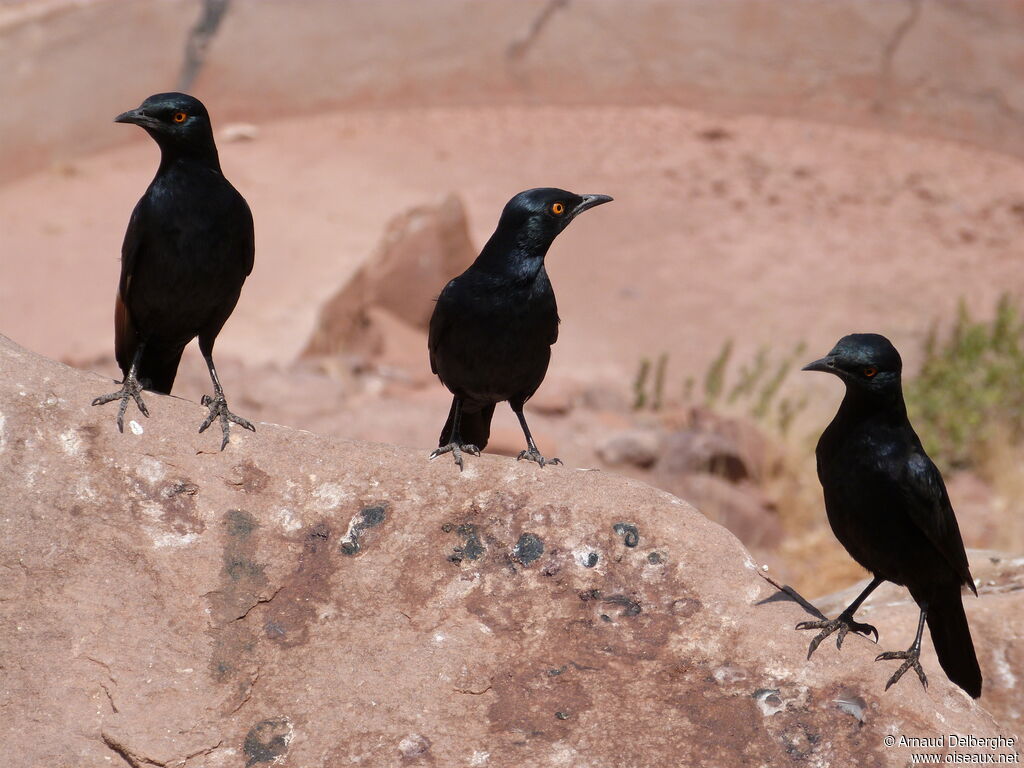 Pale-winged Starling