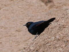 Pale-winged Starling