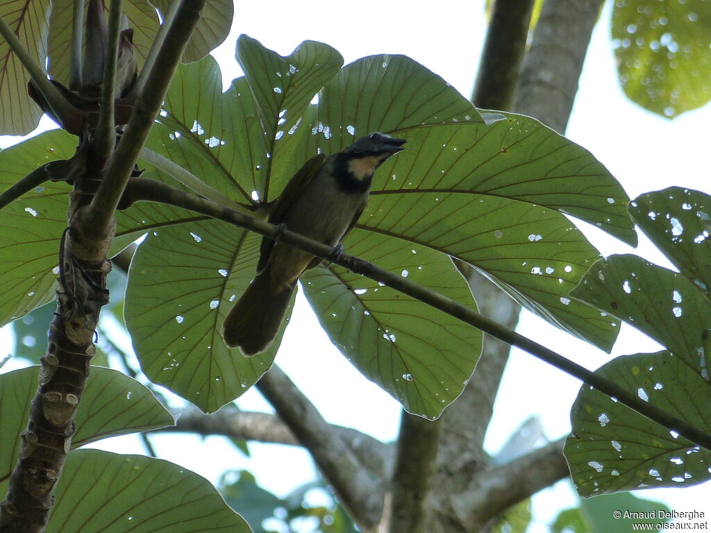 Buff-throated Saltator