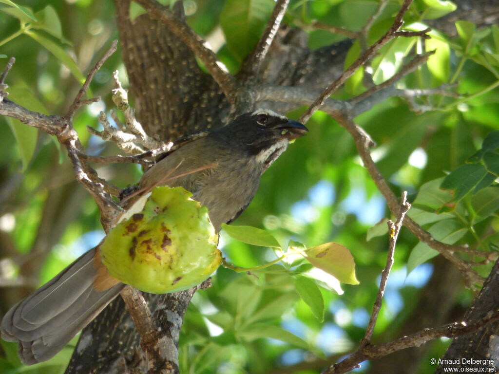 Greyish Saltator