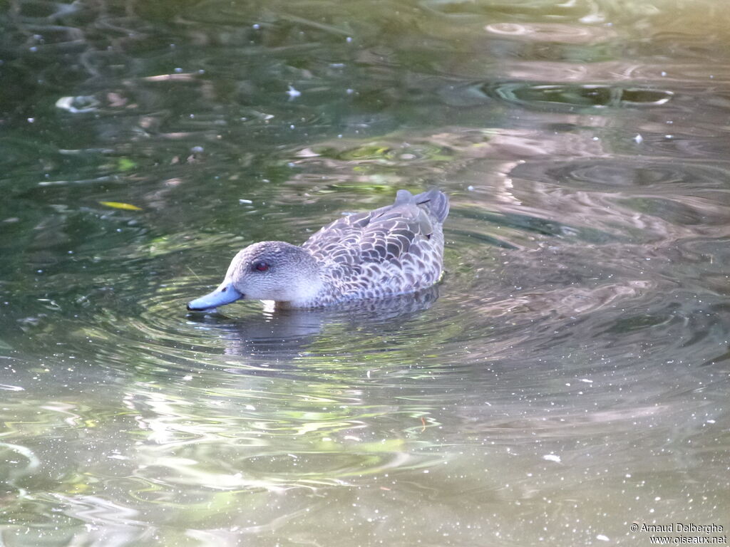 Grey Teal