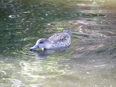 Grey Teal