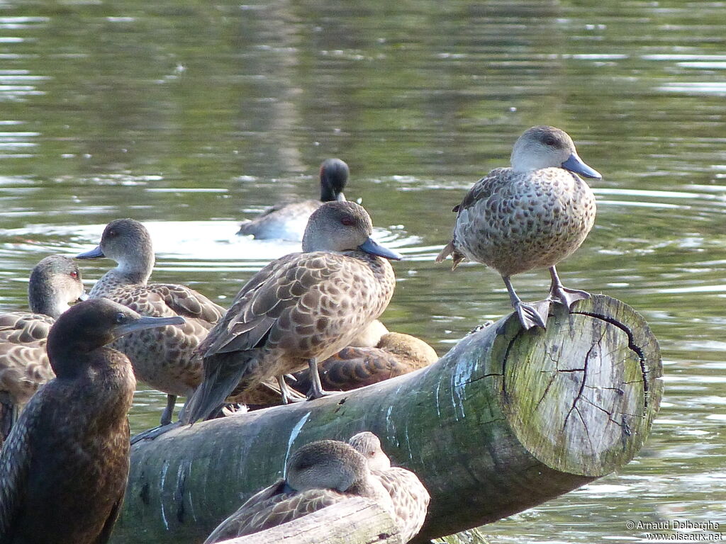 Grey Teal