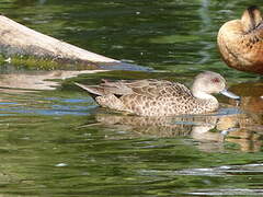 Grey Teal