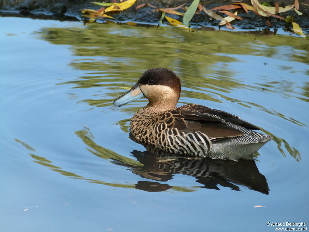 Silver Teal