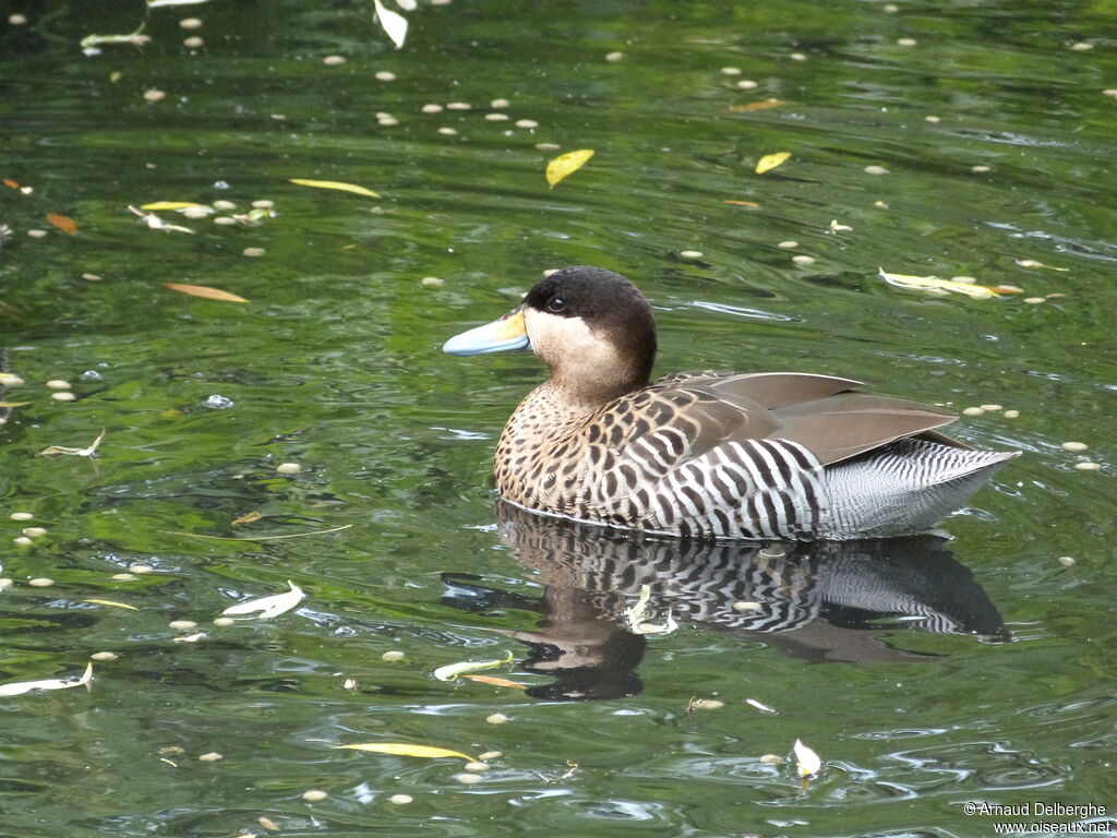 Silver Teal