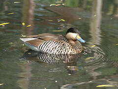 Silver Teal