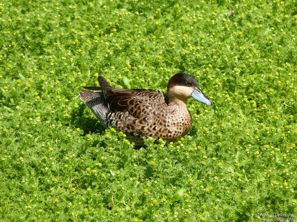 Silver Teal