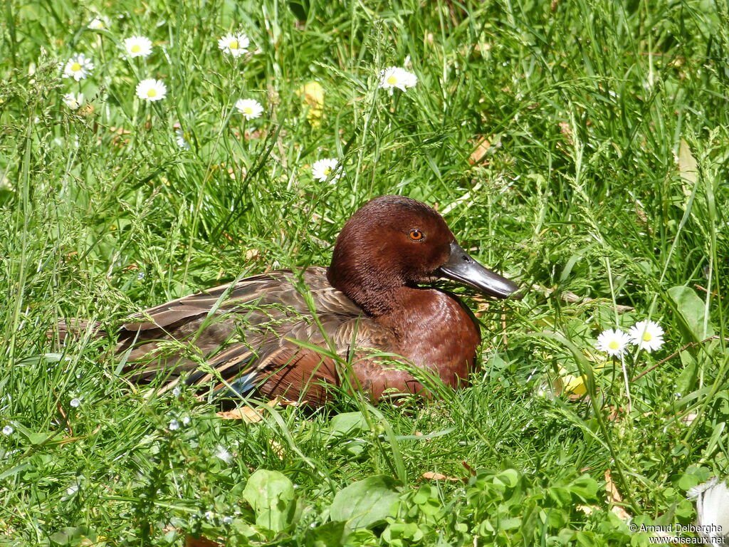 Cinnamon Teal