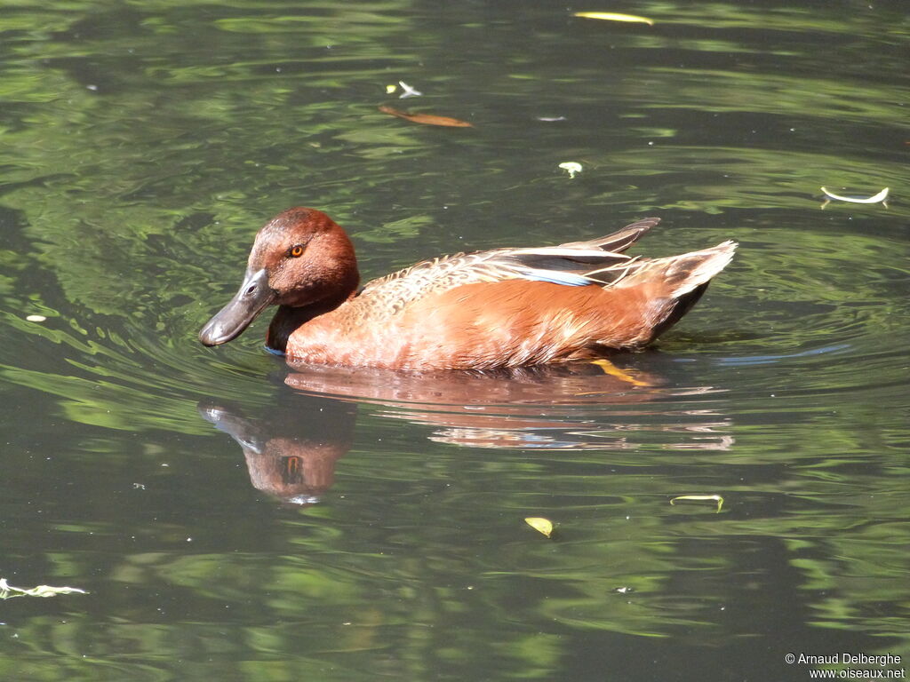 Cinnamon Teal