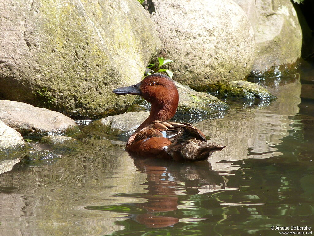 Cinnamon Teal