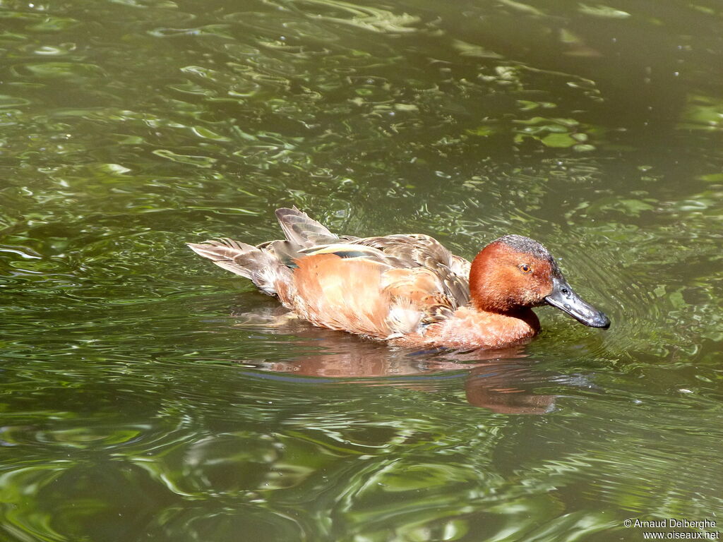 Cinnamon Teal