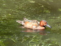 Cinnamon Teal