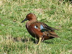 Cinnamon Teal