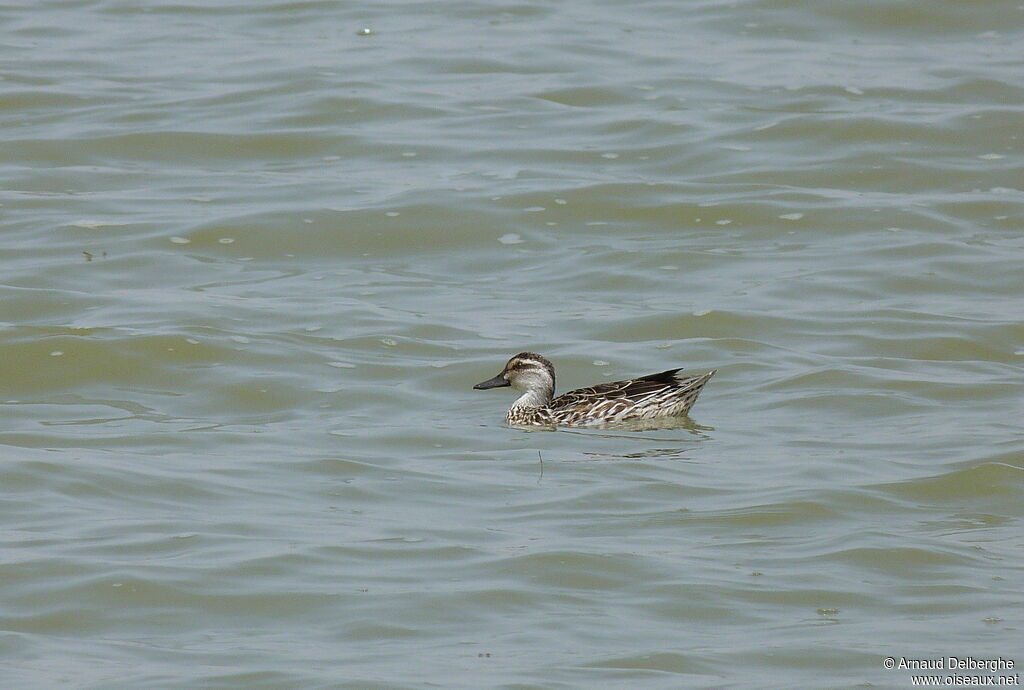 Garganey female