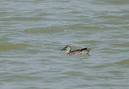 Garganey