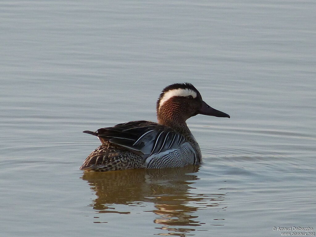 Garganey male