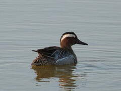 Garganey