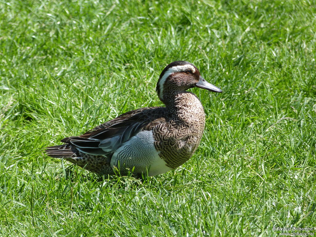 Sarcelle d'été mâle