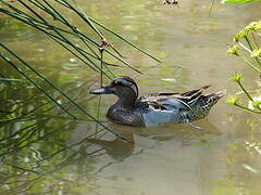 Garganey