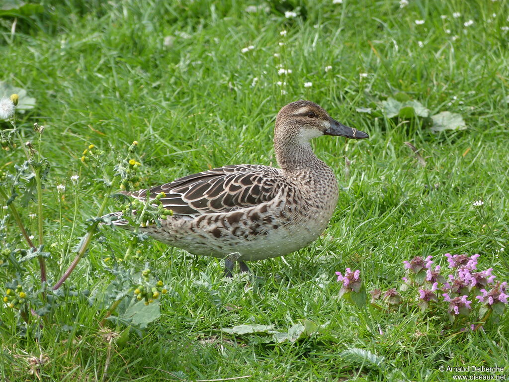 Sarcelle d'été femelle