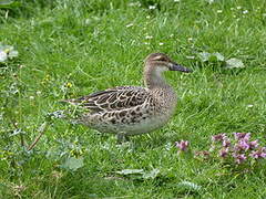 Garganey