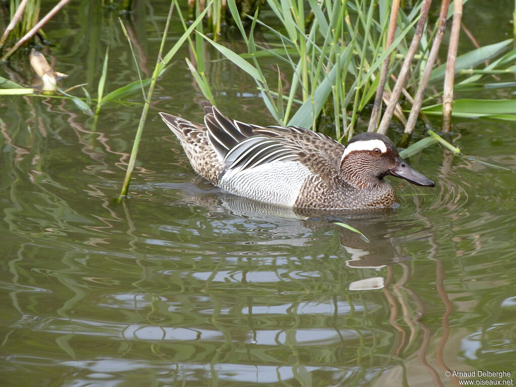 Sarcelle d'été mâle