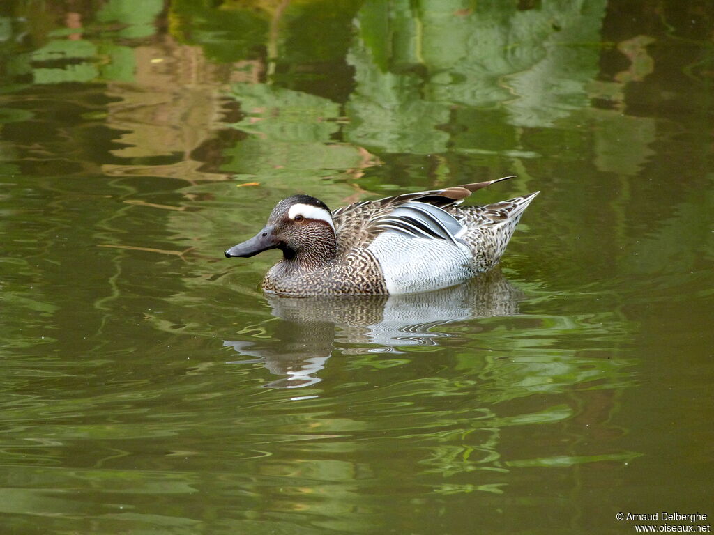 Sarcelle d'été mâle