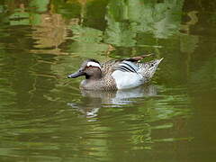 Garganey